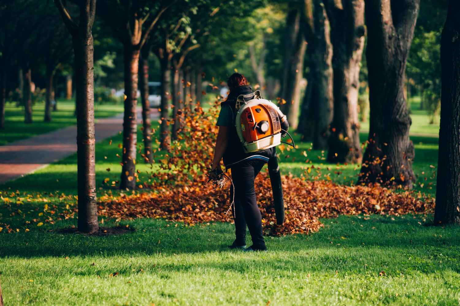 Belvidere, IL Tree Service Company